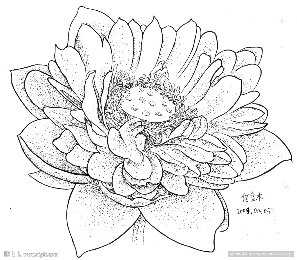 荷花白描写生