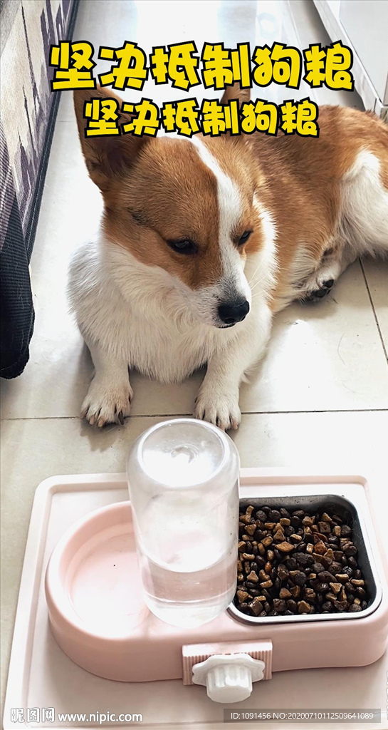 不吃狗粮