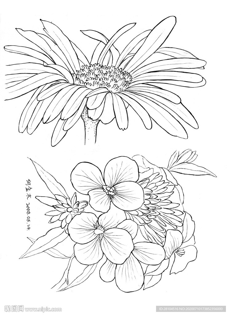 野菊花线描