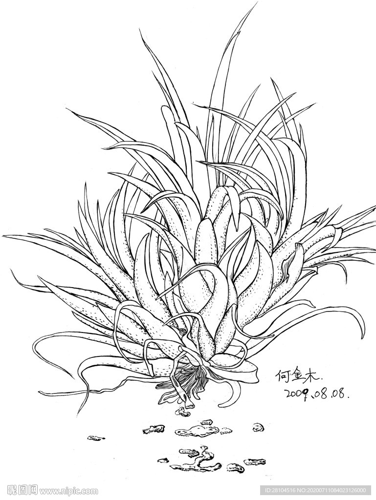 植物光尚