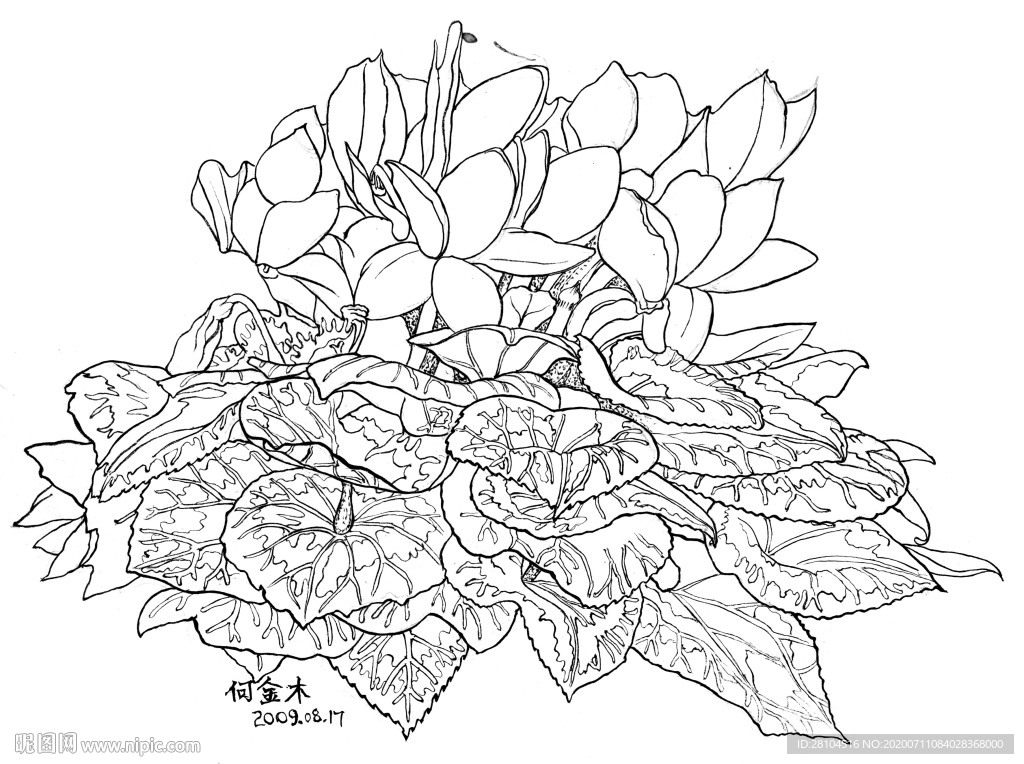 盆栽花卉