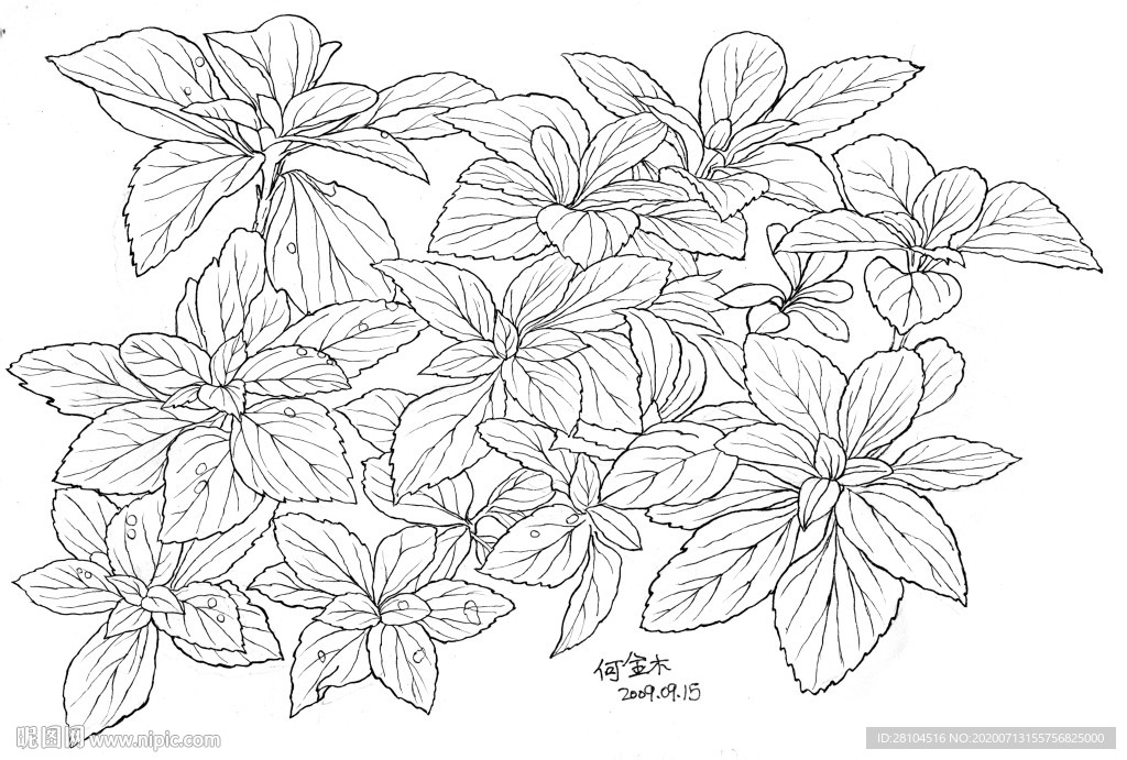 草叶子0915