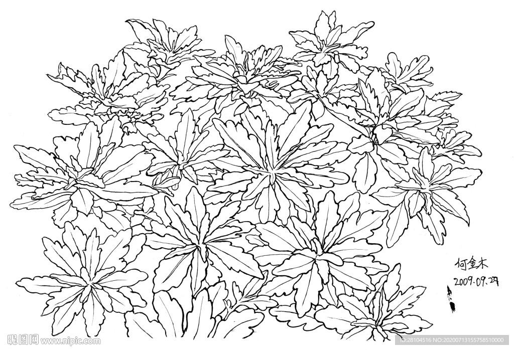 常见的草本植物