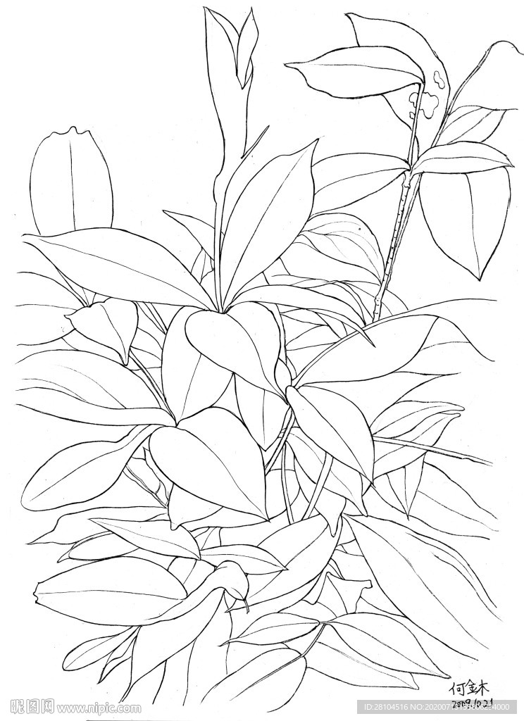 小草 叶子