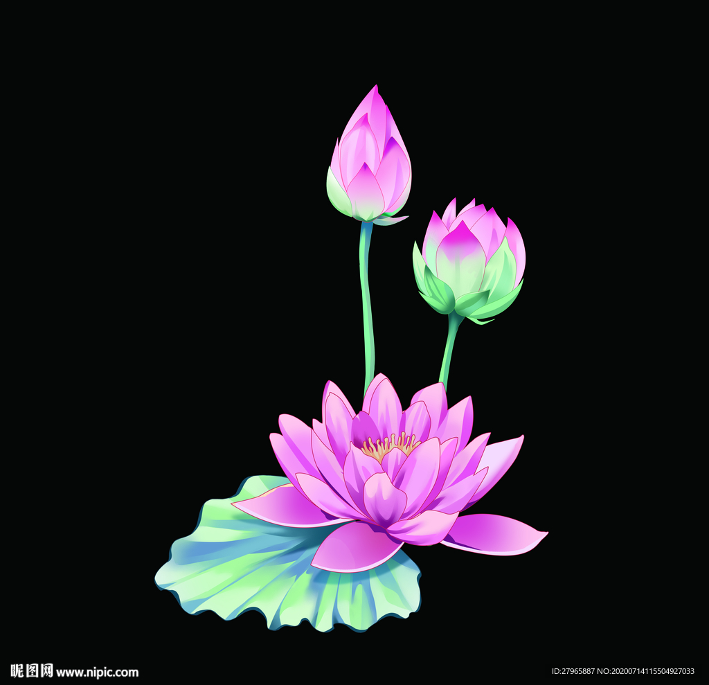 荷花