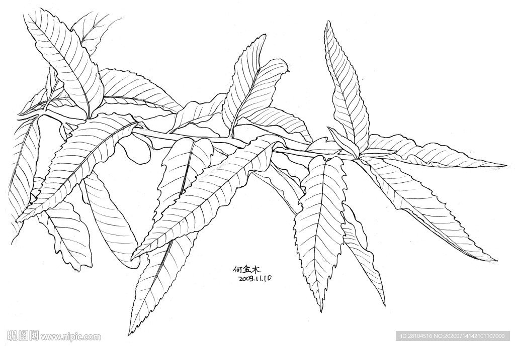 绿玉葱葱的树叶