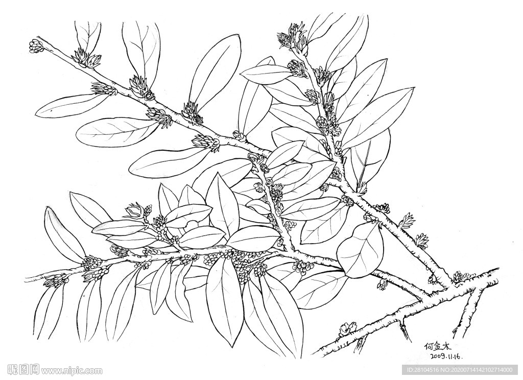一根树枝