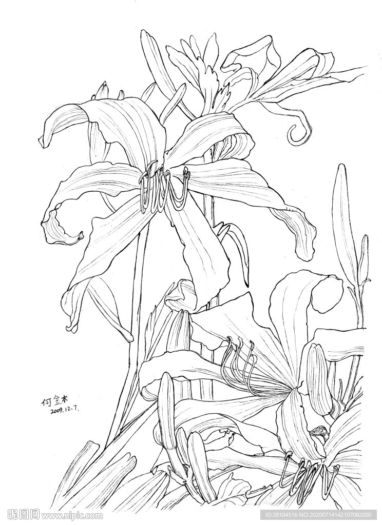 花卉绘画