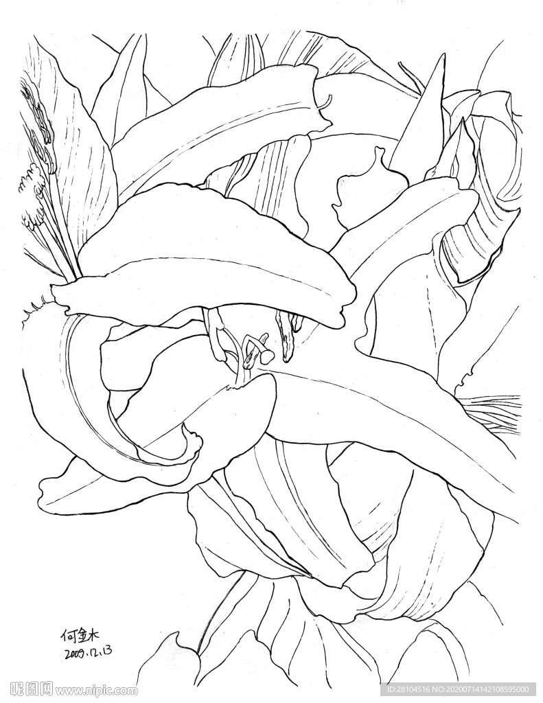 花卉绘图