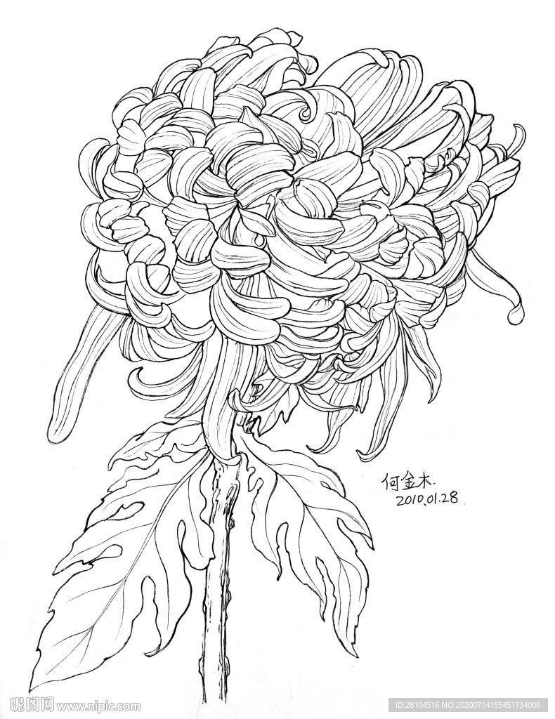 菊花
