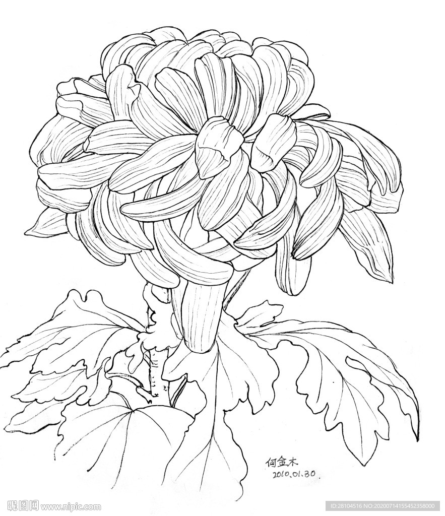 菊花