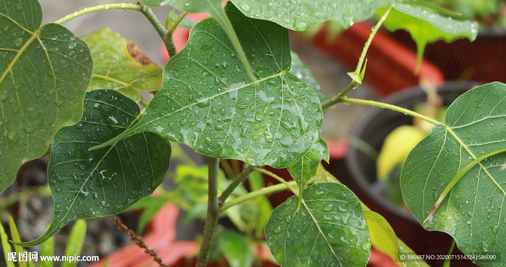 雨中的菩提树视频