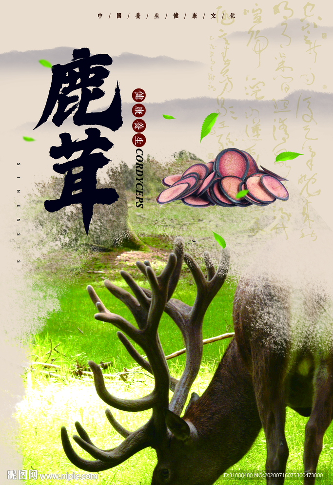 鹿茸海报 鹿茸片海报 鹿角海报