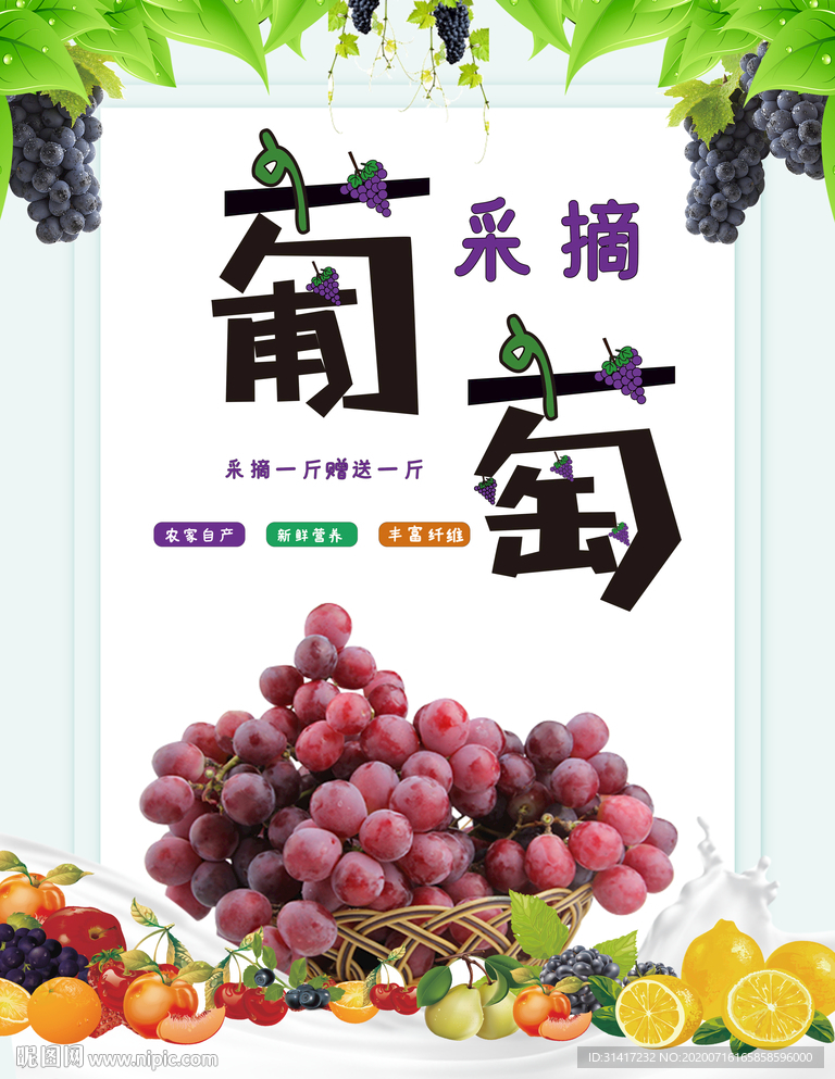 葡萄 采摘葡萄