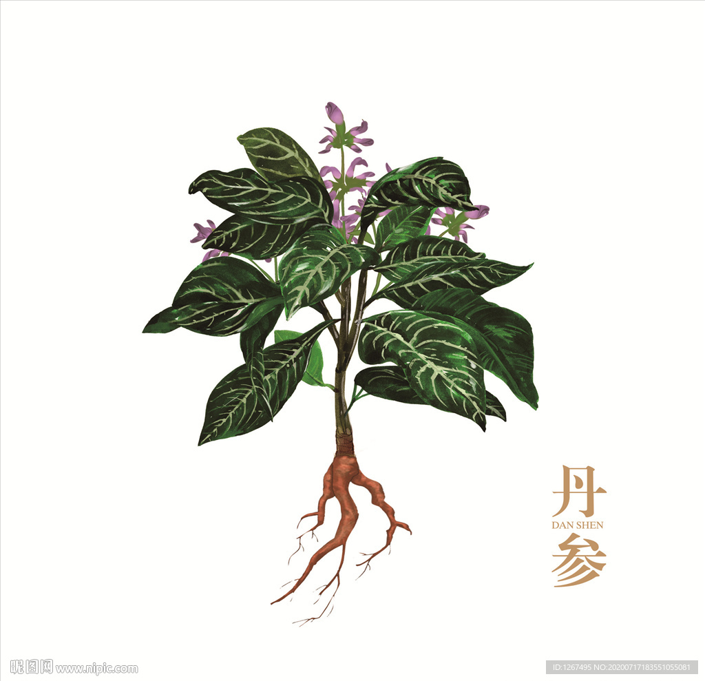 丹参植物
