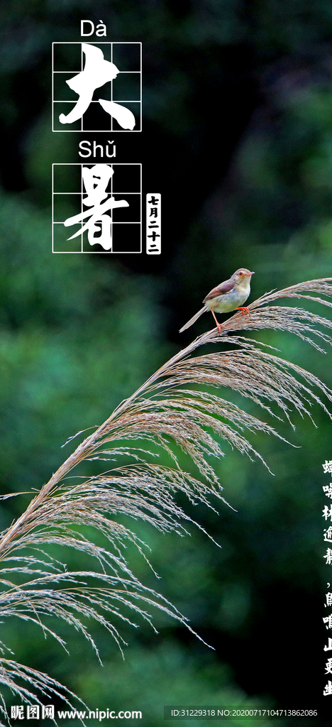 大暑夏季节气海报鸟芦苇摄影照片