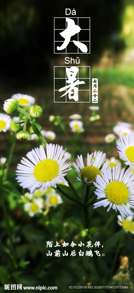 大暑夏季节气海报菊花摄影照片