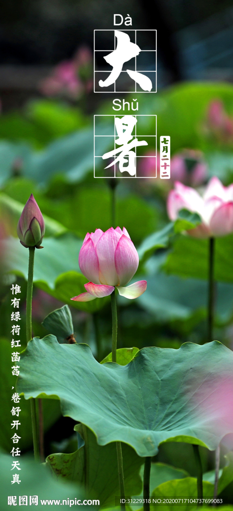 大暑夏季节气海报荷花摄影照片