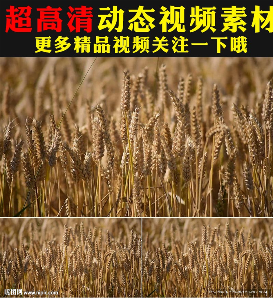 秋季丰收风吹麦浪麦子视频