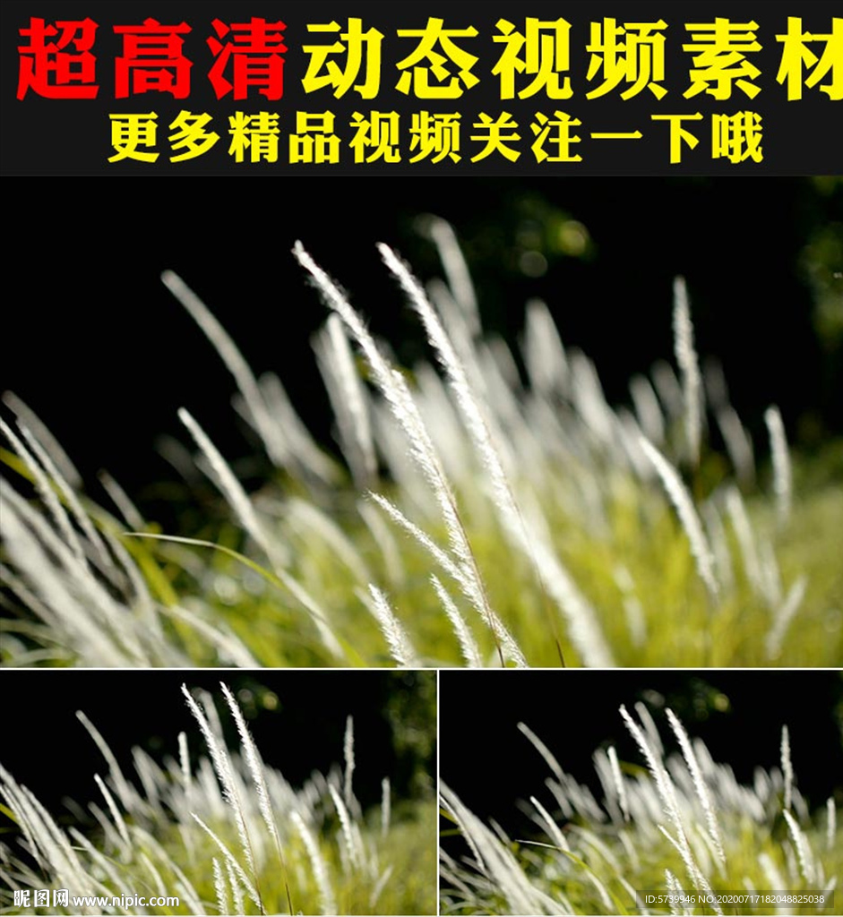 小清新芦花芦苇荡舞台背景视频