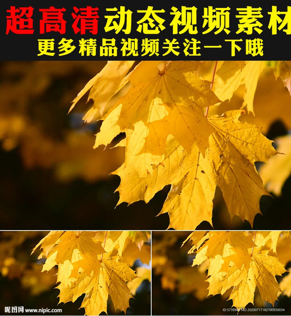 小清新枫叶枫树林实拍视频