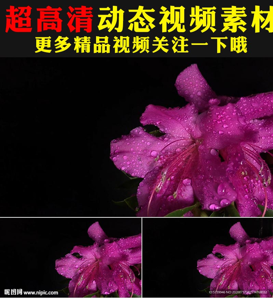 粉色杜鹃月季花瓣露水视频素材