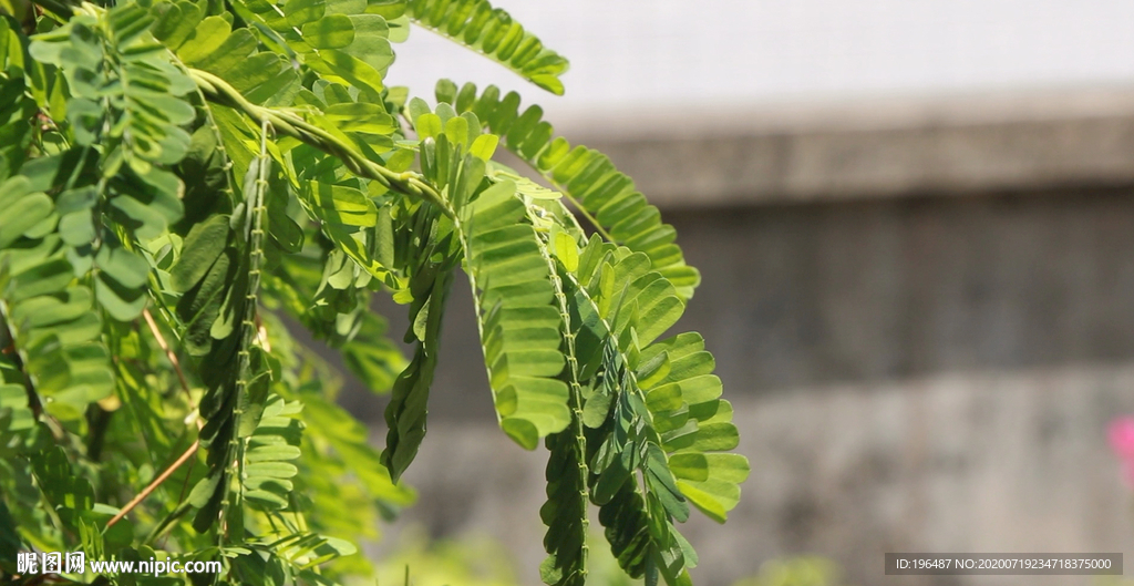 广东凉茶鸡骨草视频