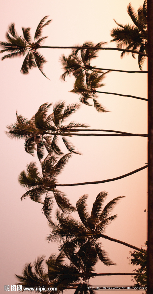 夕阳椰子树