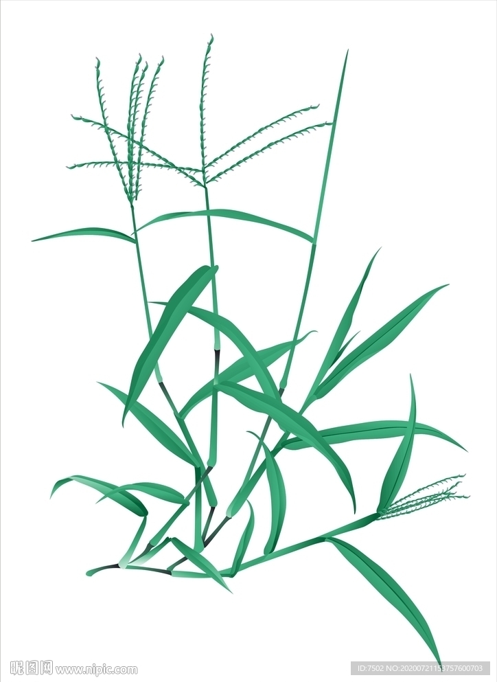 马唐草