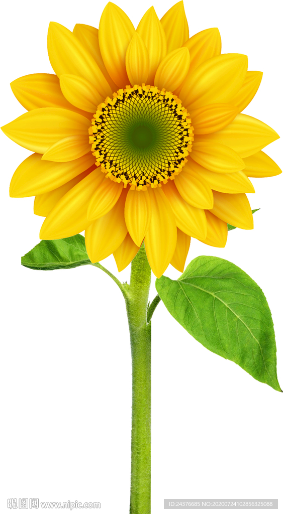 葵花