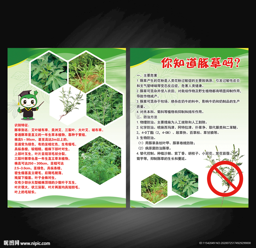 豚草的危害