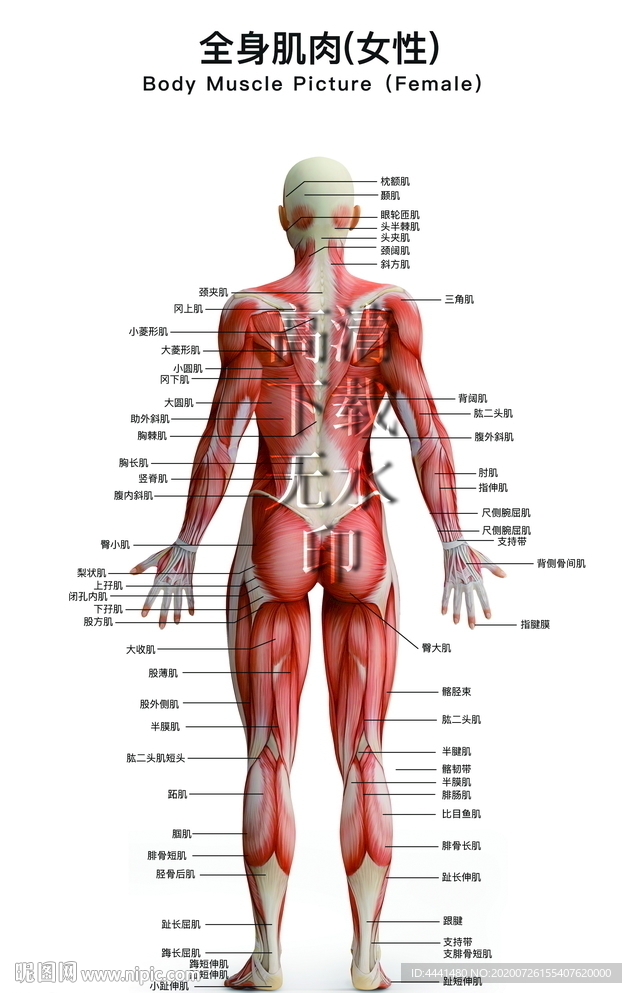 全身肌肉女性背面图