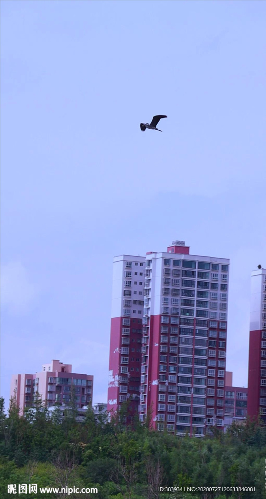 草海黑颈鹤