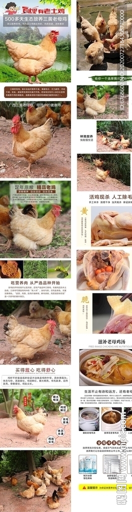 广西三黄老母鸡