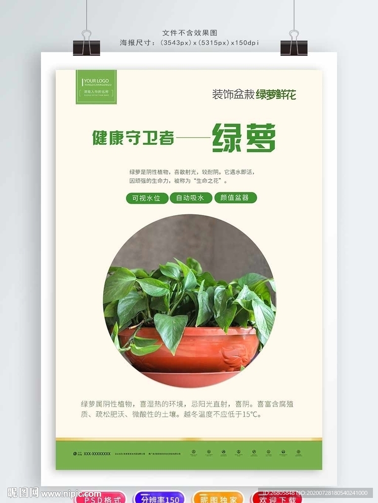 绿萝