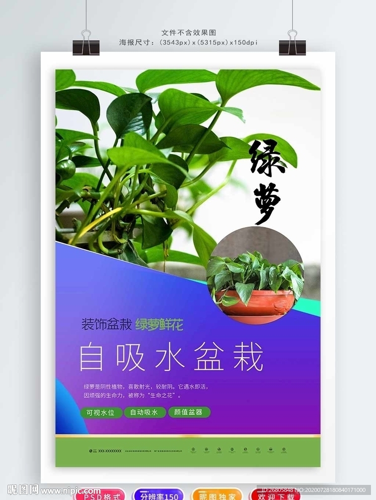 绿萝