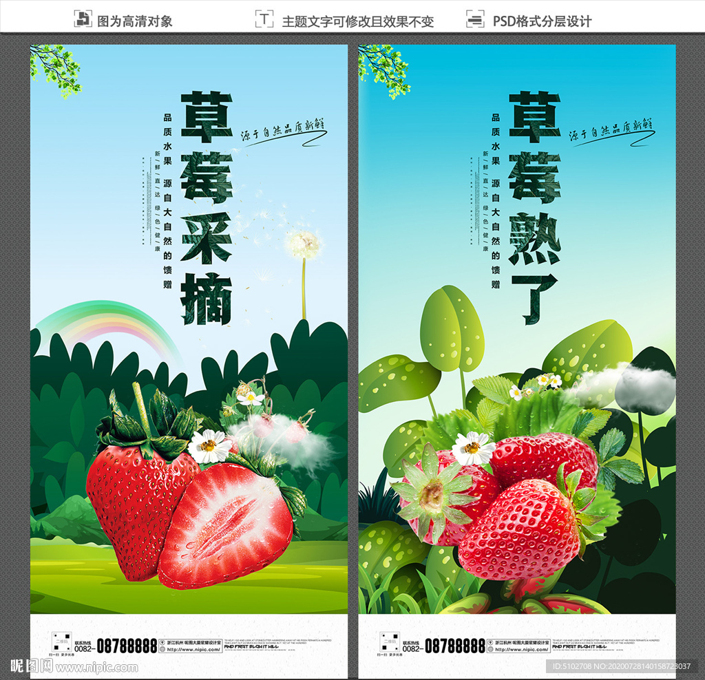 草莓采摘