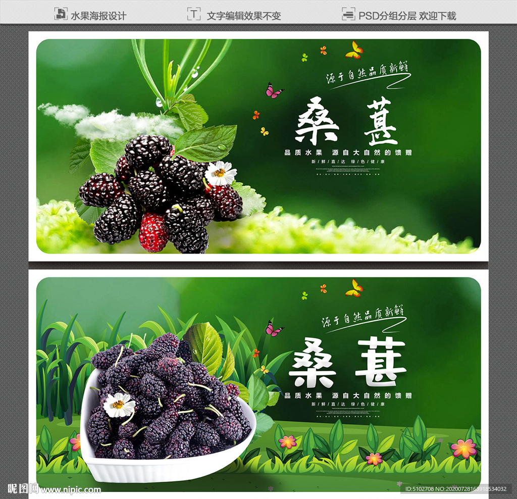 桑葚