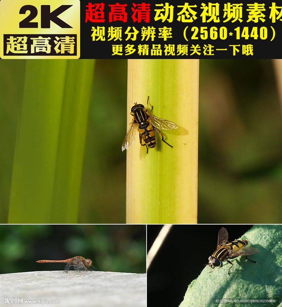 昆虫蜻蜓蜜蜂特写视频实拍