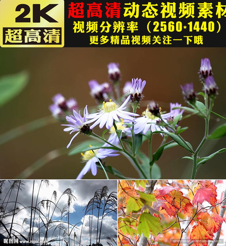 春天草地小草鲜花绽放实拍视频