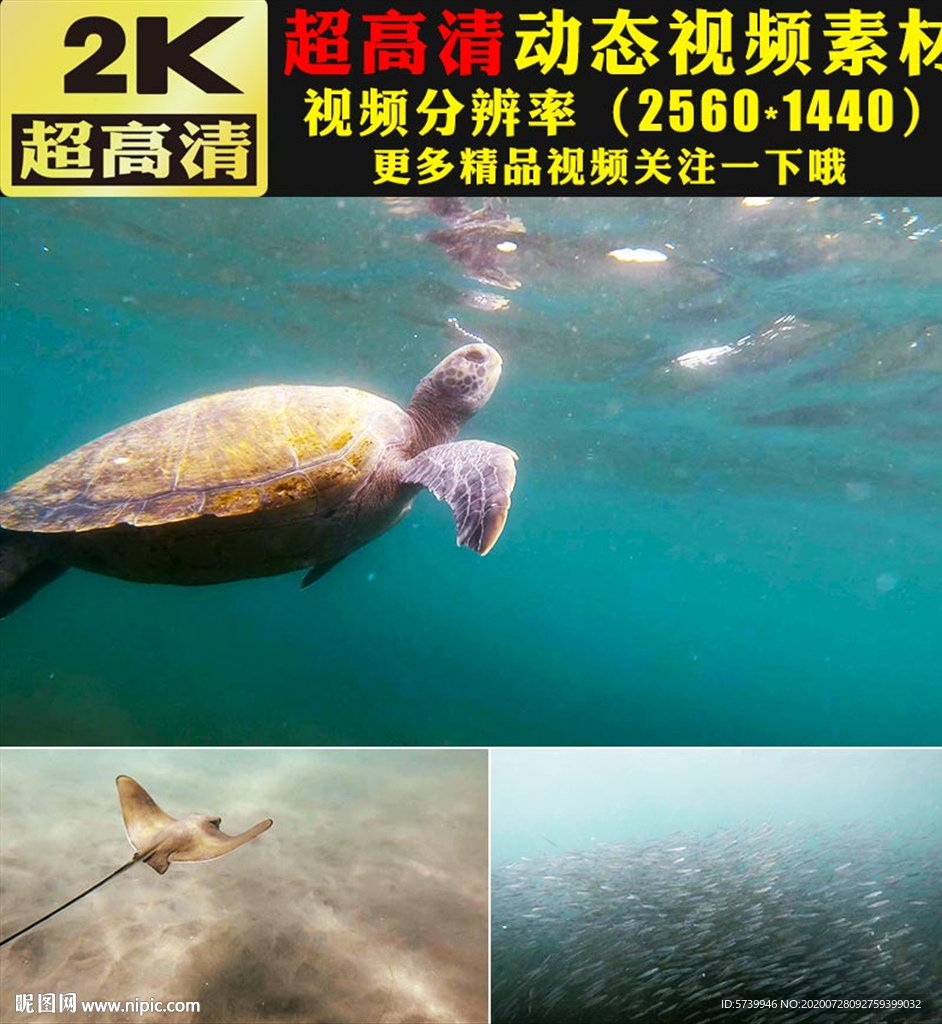 蓝色海底世界海龟海鱼游动视频
