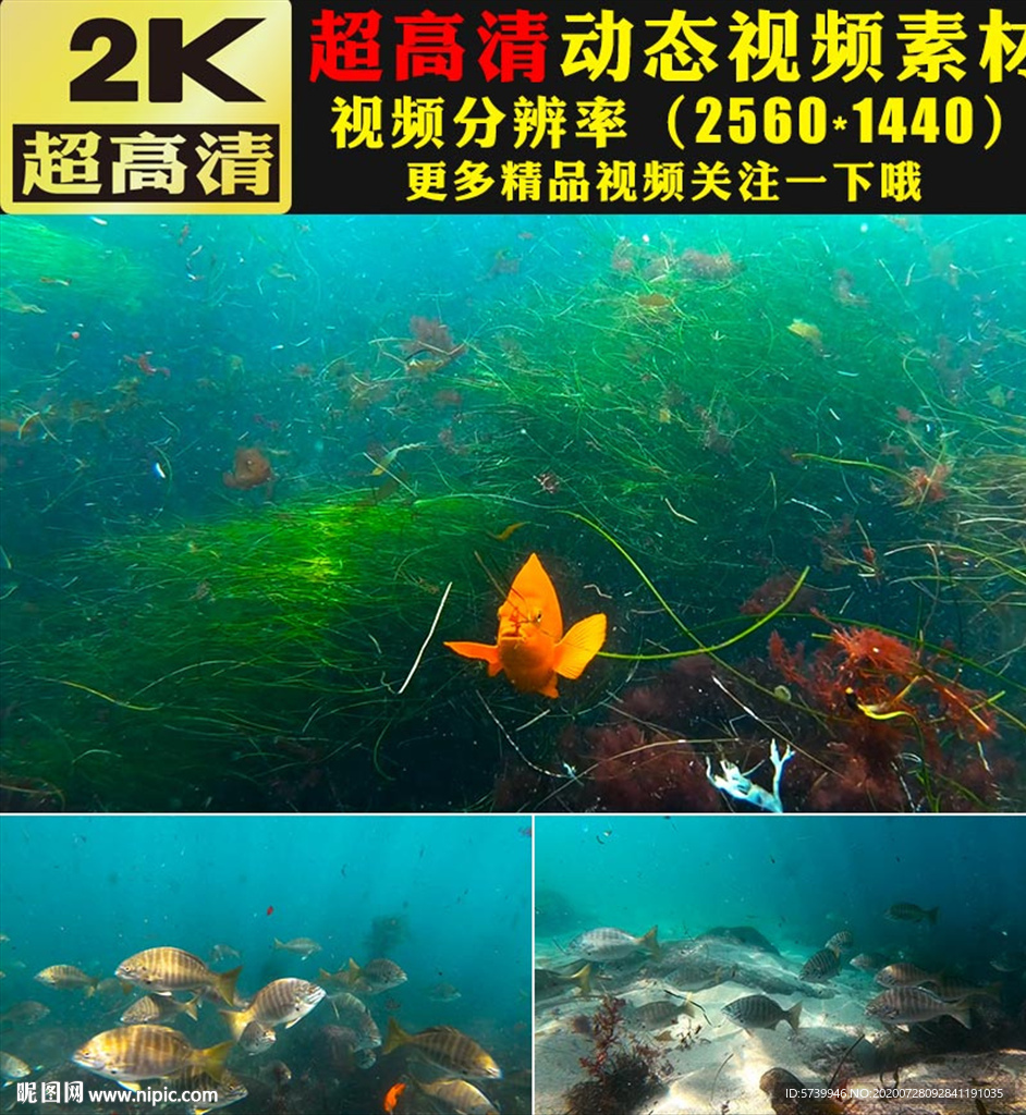 海底世界鱼群海藻实拍视频素材