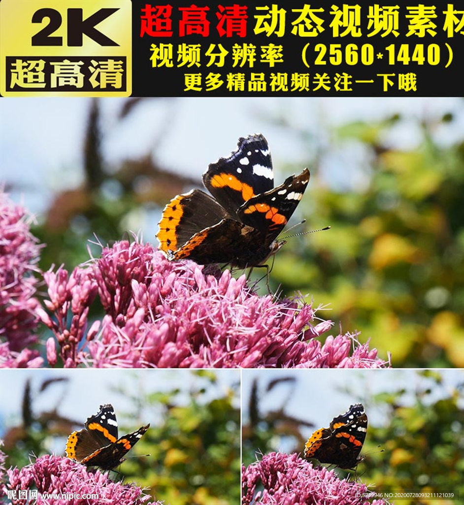 春季蝴蝶蜜蜂粉色鲜花盛开视频