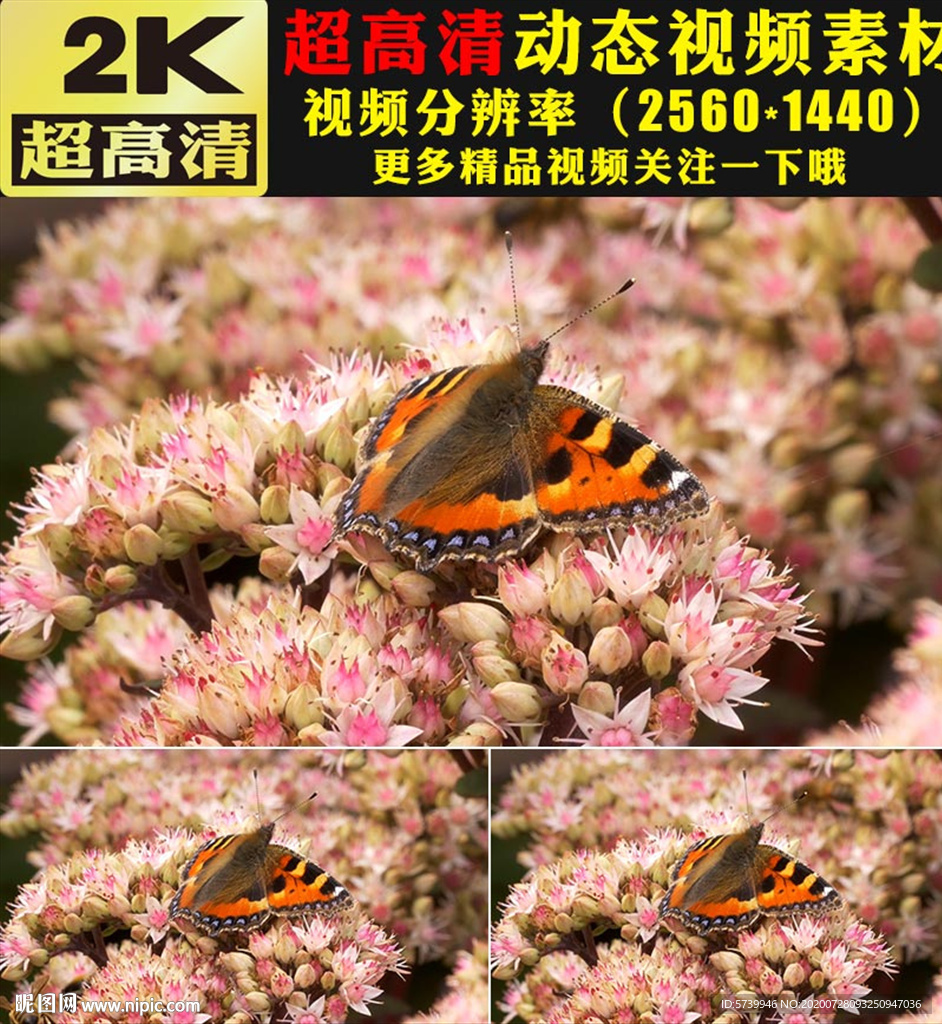 实拍蝴蝶与花高清视频素材