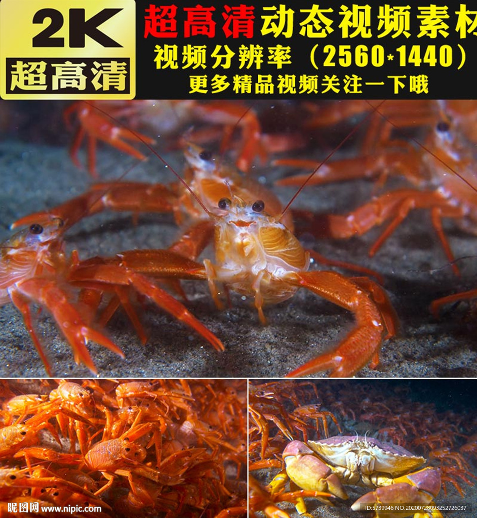 鲜活小龙虾海虾海底鱼群视频