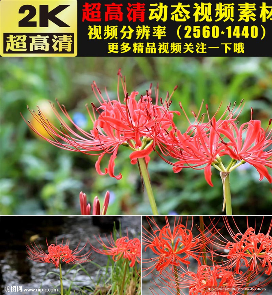 红色彼岸花开小清新大自然视频