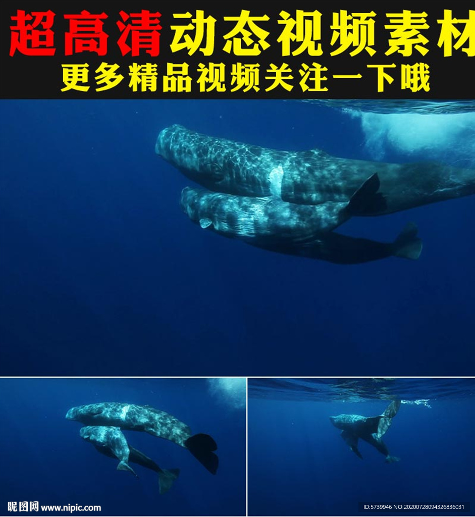 蓝色海底世界大鲸鱼游动视频