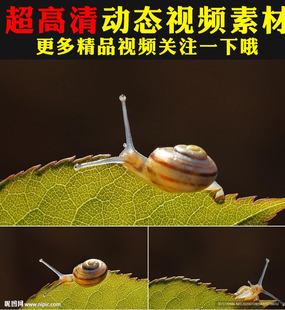 绿色树叶上蜗牛爬行特写视频