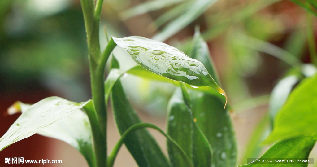 观音竹绿色植物视频
