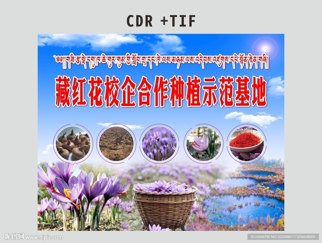 藏红花海报基地